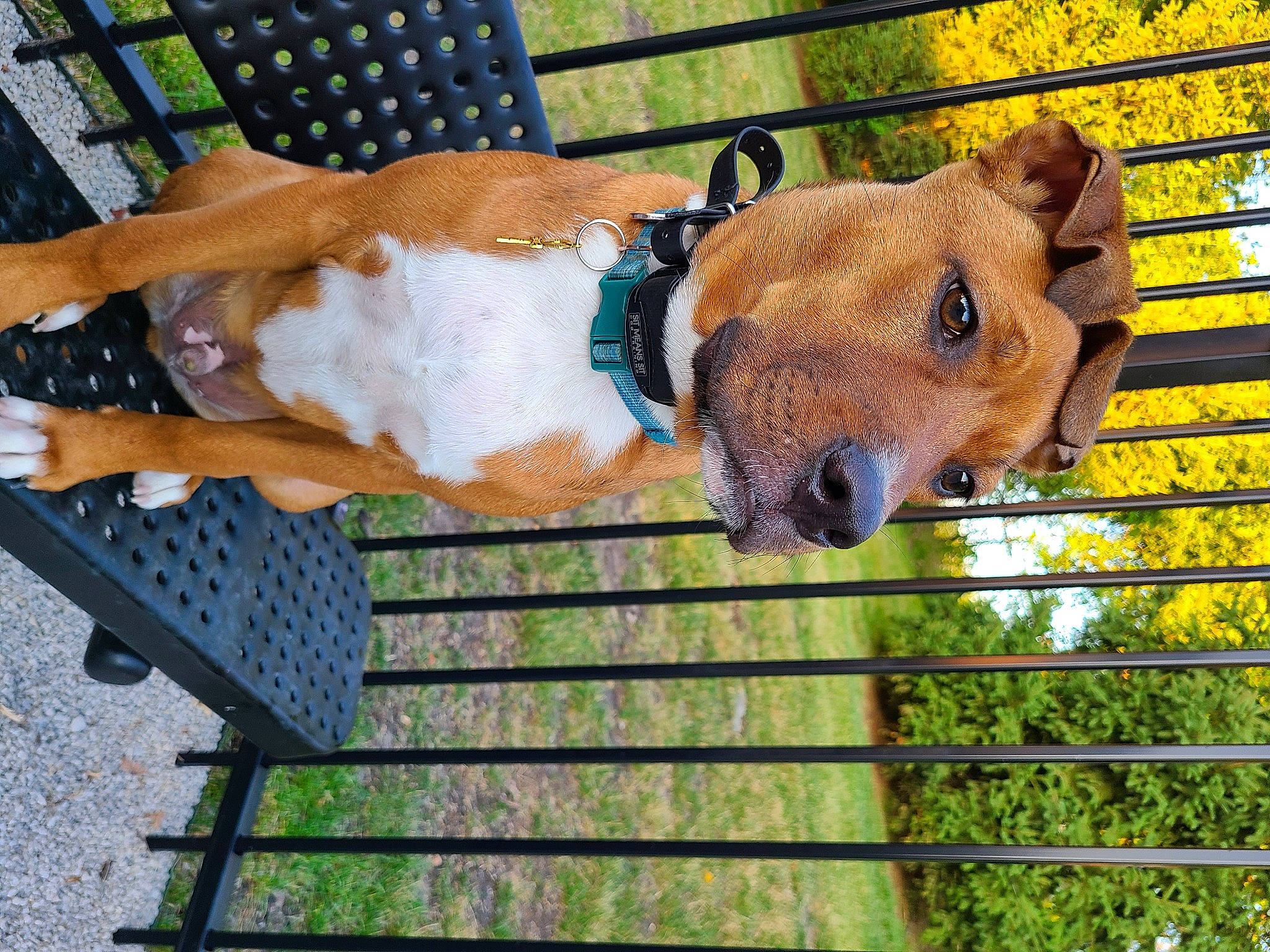 Seti joined the competition — help win amazing prizes! canidae, carnivore, collar, companion_dog, dog, dog_breed, dog_supply, fawn, fence, fur, grass, liver, mesh, pet_supply, plant, terrestrial_animal, wildlife, wire_fencing, wood, working_animal