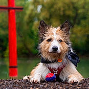 Renard participe au concours pour gagner de l'argent avec cette photo : dog, animal, pet, outdoor, nature, red_torii_gate, greenery, ball, bandana, harness, fur, portrait, laying_down, rocks, playful, cute, ears_up, alert, daytime, water