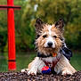 dog, animal, pet, outdoor, nature, red_torii_gate, greenery, ball, bandana, harness, fur, portrait, laying_down, rocks, playful, cute, ears_up, alert, daytime, water