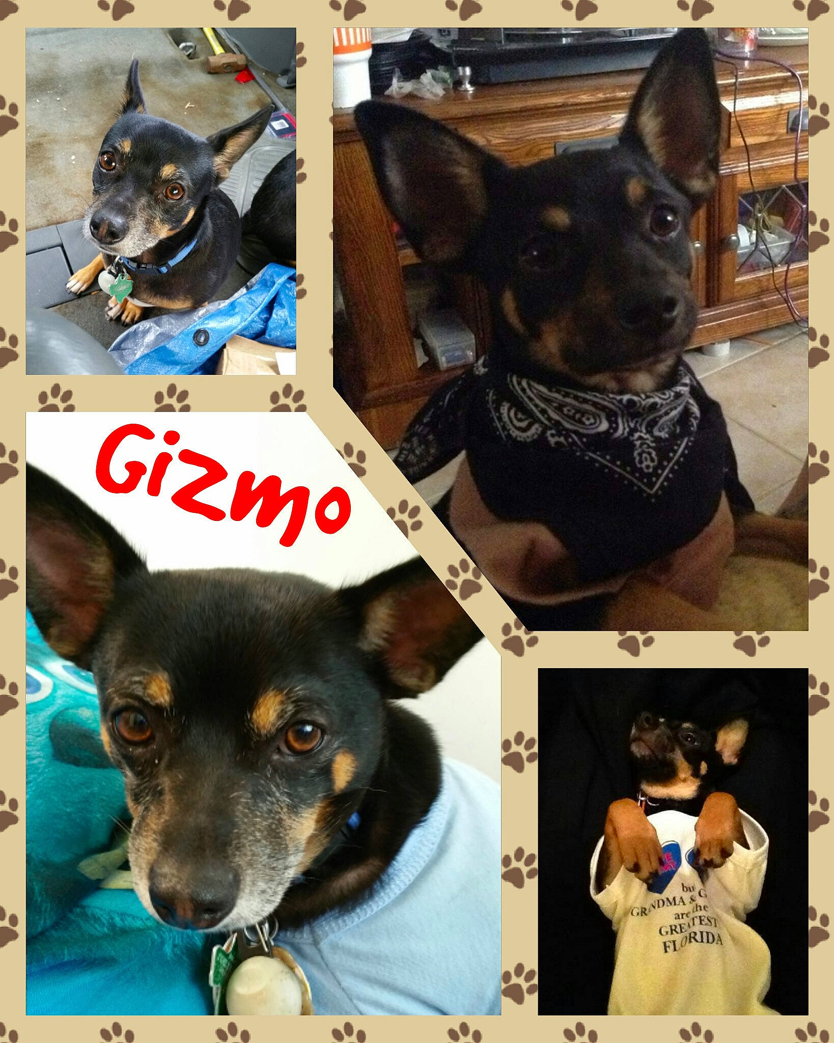 Gizmo