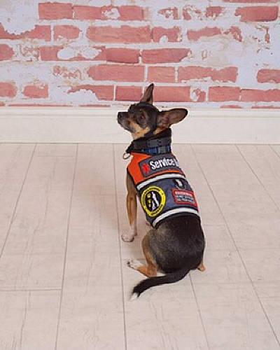 Buddy is registered to the contest to win money with this photo: brick, brickwork, canidae, carnivore, collar, companion_dog, dog, dog_breed, dog_clothes, dog_collar, dog_supply, fawn, flooring, non_sporting_group, pet_supply, snout, sporting_group, tail, toy_dog, working_animal