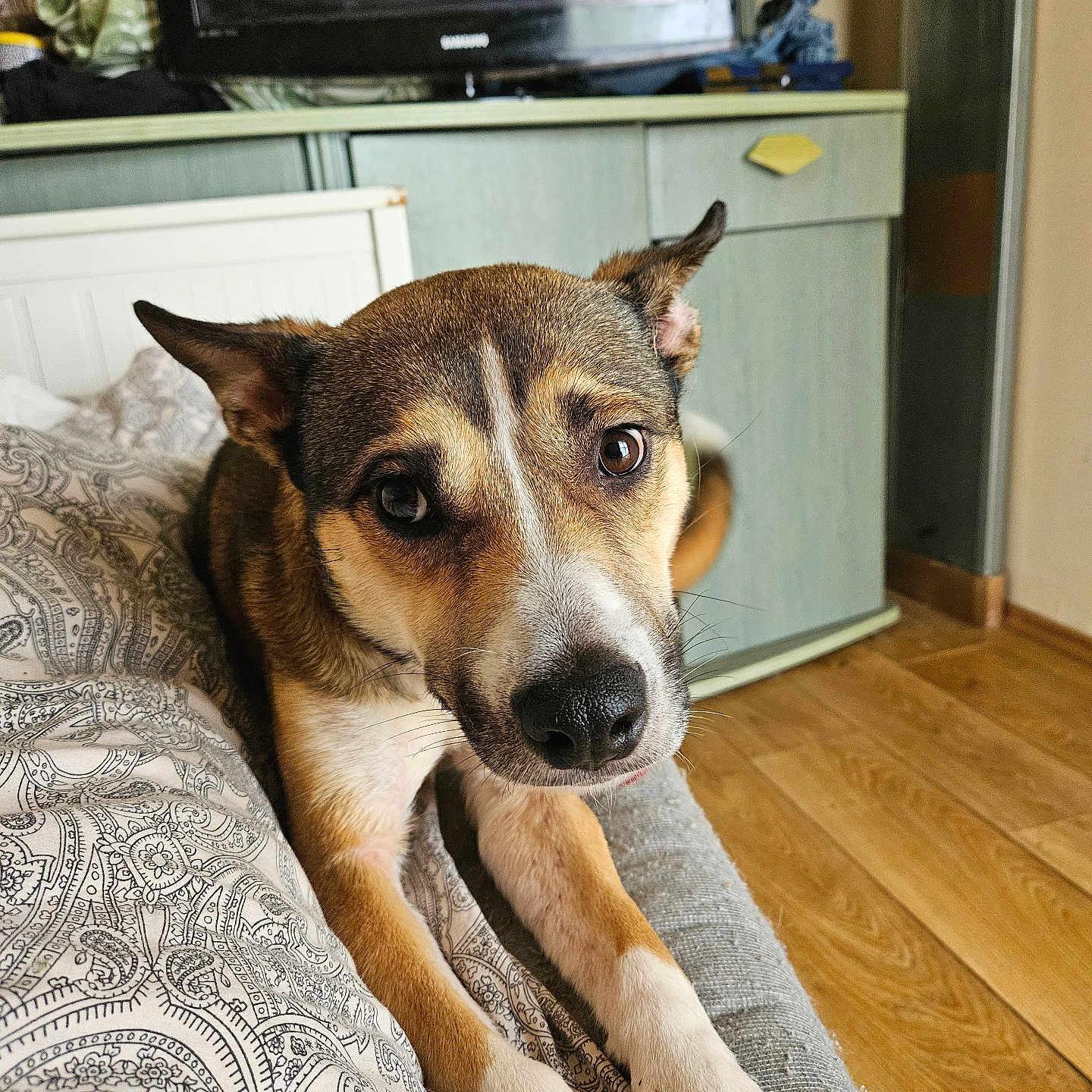 Ravage a rejoint le concours — aidez-le/la à gagner de superbes lots ! animal, bedspread, brown, cabinet, close_up, companion, curious, dog, face, floor, furniture, home, indoor, looking, pattern, paws, pet, television, white, wooden_floor