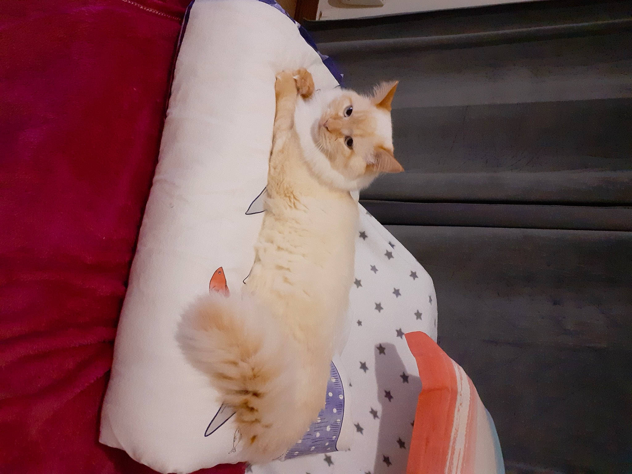 Théo a rejoint le concours — aidez-le/la à gagner de superbes lots ! beak, canidae, carnivore, cat, claw, comfort, companion_dog, fawn, feather, felidae, formal_wear, fur, linens, pattern, peach, small_to_medium_sized_cats, tail, toy, whiskers, wood