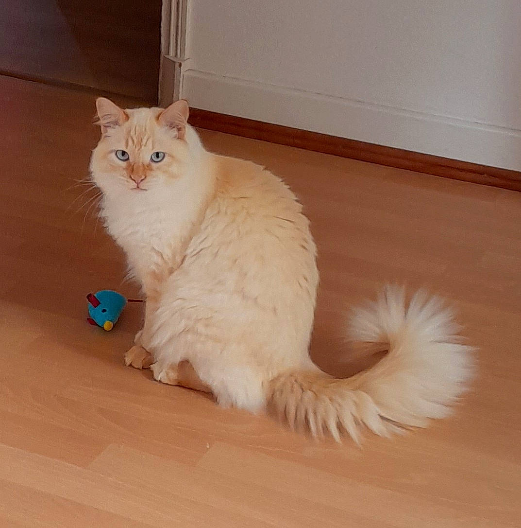 Théo participe au concours pour gagner de l'argent avec cette photo : carnivore, cat, claw, comfort, domestic_short_haired_cat, eye, fawn, felidae, flooring, fur, hardwood, laminate_flooring, paw, small_to_medium_sized_cats, snout, tail, whiskers, wood, wood_flooring, wood_stain