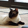 Melly a rejoint le concours — aidez-le/la à gagner de superbes lots ! cat, siamese_cat, indoor, floor, tile_floor, window, rug, pet, animal, feline, laying_down, looking_away, brown, cream, black, whiskers, ears, fur, domestic_animal, quiet
