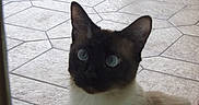 Melly a rejoint le concours — aidez-le/la à gagner de superbes lots ! animal, blue_eyes, cat, curious, door, ears, face, fur, glass, indoor, light, looking, outdoor, pattern, pet, shadow, siamese_cat, tile_floor, whiskers, window
