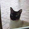 animal, blue_eyes, cat, curious, door, ears, face, fur, glass, indoor, light, looking, outdoor, pattern, pet, shadow, siamese_cat, tile_floor, whiskers, window