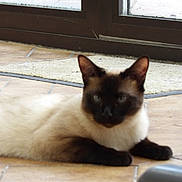 Melly participe au concours pour gagner de l'argent avec cette photo : cat, siamese_cat, animal, pet, indoor, floor, tile, door, window, glass, relaxing, lying_down, brown, beige, black, ears, paws, fur, home, daylight