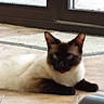 animal, beige, black, brown, cat, daylight, door, ears, floor, fur, glass, home, indoor, lying_down, paws, pet, relaxing, siamese_cat, tile, window
