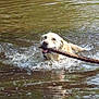 active, animal, canine, dog, fetch, fun, golden_retriever, happy, lake, mammal, nature, outdoor, pet, playing, splashes, stick, summer, swimming, water, wet
