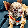 alert, animal, brown_dog, canine, car_seat, closeup, companion, curious, dog, domestic_animal, ears, fur, indoor, mammal, orange_collar, pet, resting, sitting, small_dog, transportation