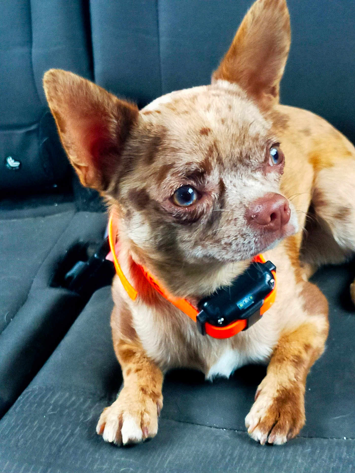 Voltaire participe au concours pour gagner de l'argent avec cette photo : alert, animal, brown_dog, canine, car_seat, closeup, companion, curious, dog, domestic_animal, ears, fur, indoor, mammal, orange_collar, pet, resting, sitting, small_dog, transportation