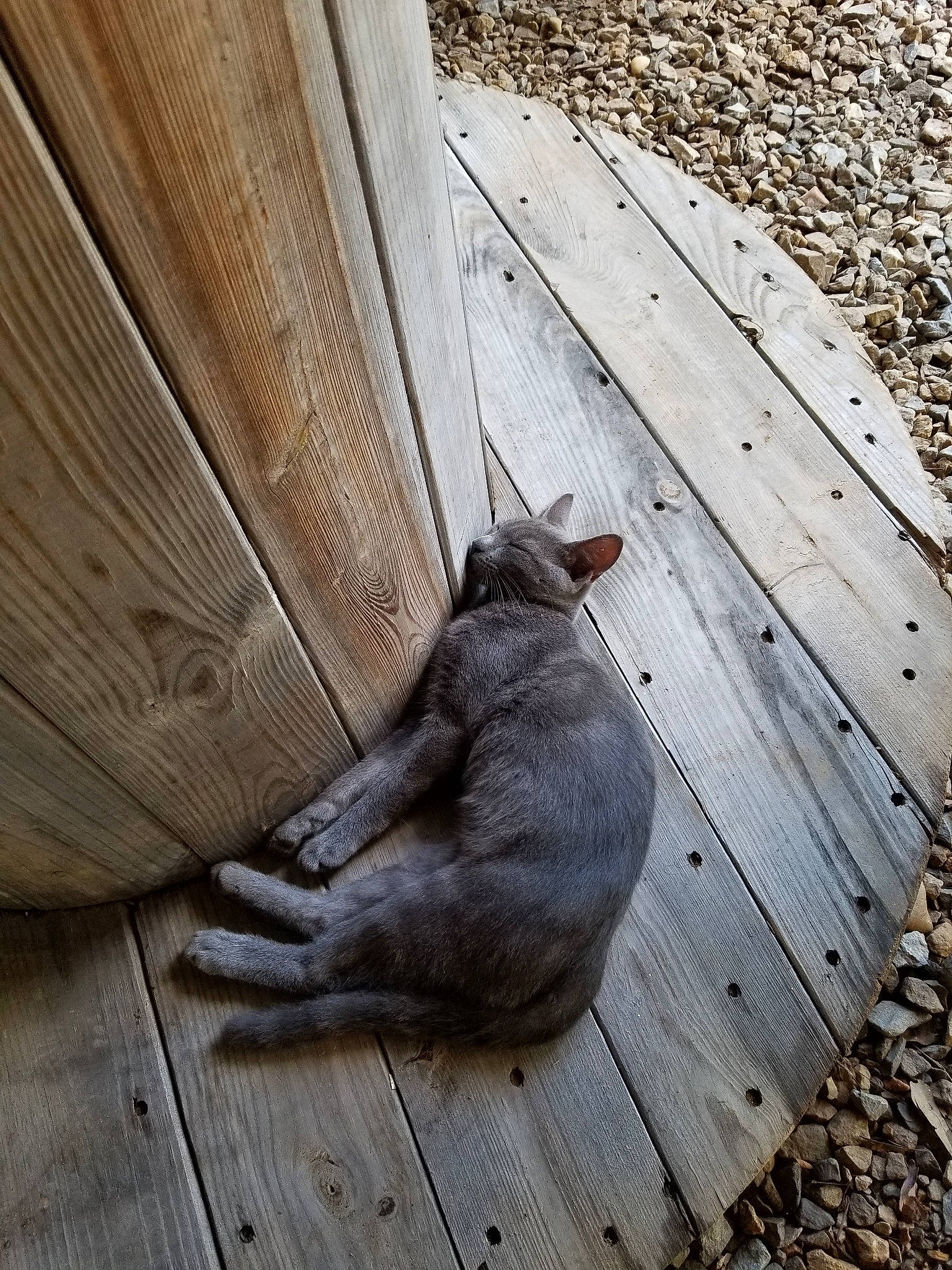 Clark is registered to the contest to win money with this photo: cat, felidae, small_to_medium_sized_cats, tail, whiskers, wood