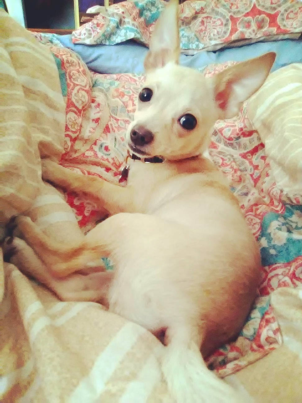 Khaleesi joined the competition — help win amazing prizes! carnivore, comfort, companion_dog, corgi_chihuahua, dog, dog_breed, dog_supply, ear, fawn, fur, linens, mammal, non_sporting_group, sporting_group, toy_dog, whiskers, working_animal