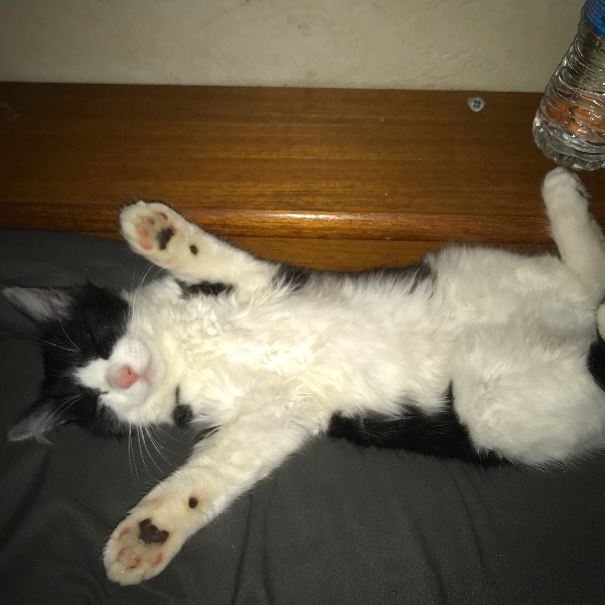 Moo is registered to the contest to win money with this photo: bottle, carnivore, cat, claw, comfort, companion_dog, dog_breed, domestic_short_haired_cat, fang, felidae, foot, fur, hardwood, paw, small_to_medium_sized_cats, sporting_group, tail, water_bottle, whiskers, wood