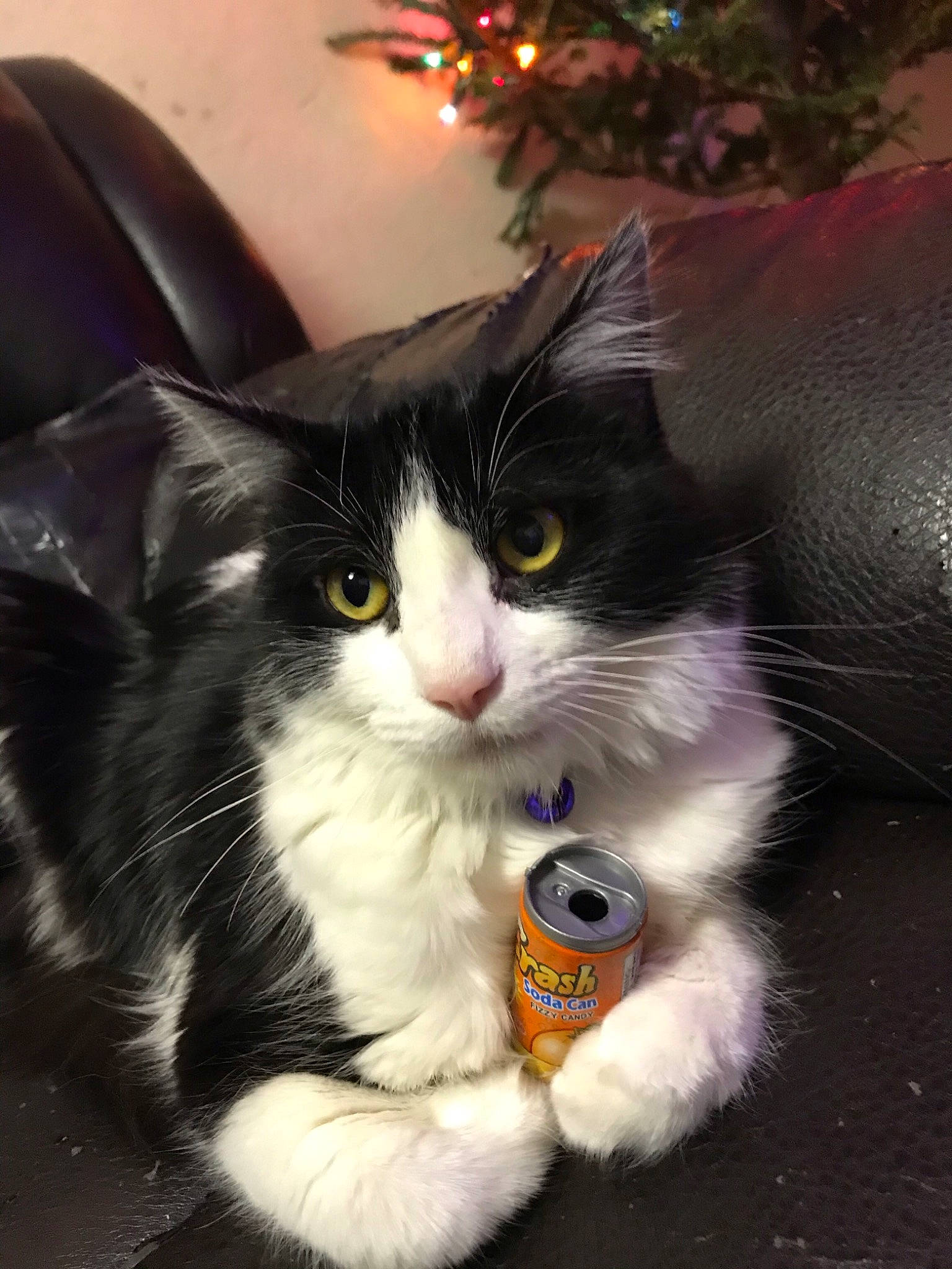 Moo joined the competition — help win amazing prizes! carnivore, cat, christmas_decoration, christmas_tree, claw, comfort, conifer, domestic_short_haired_cat, event, felidae, foot, fur, holiday, lap, ornament, paw, small_to_medium_sized_cats, snout, tail, whiskers