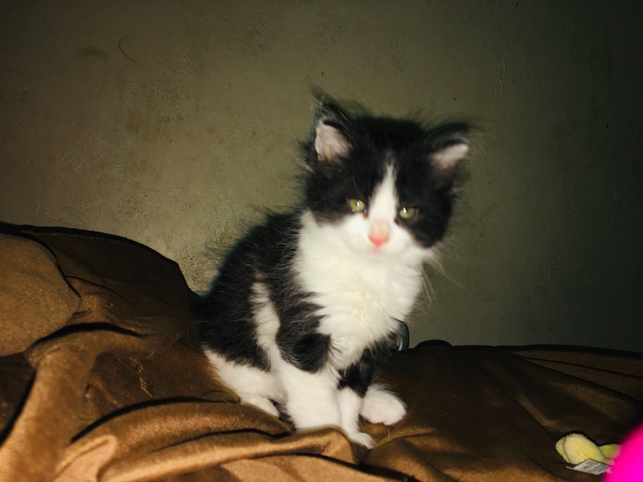 Moo joined the competition — help win amazing prizes! carnivore, cat, claw, comfort, darkness, domestic_short_haired_cat, felidae, fur, hardwood, paw, room, sitting, small_to_medium_sized_cats, snout, tail, tints_and_shades, whiskers, window, wood