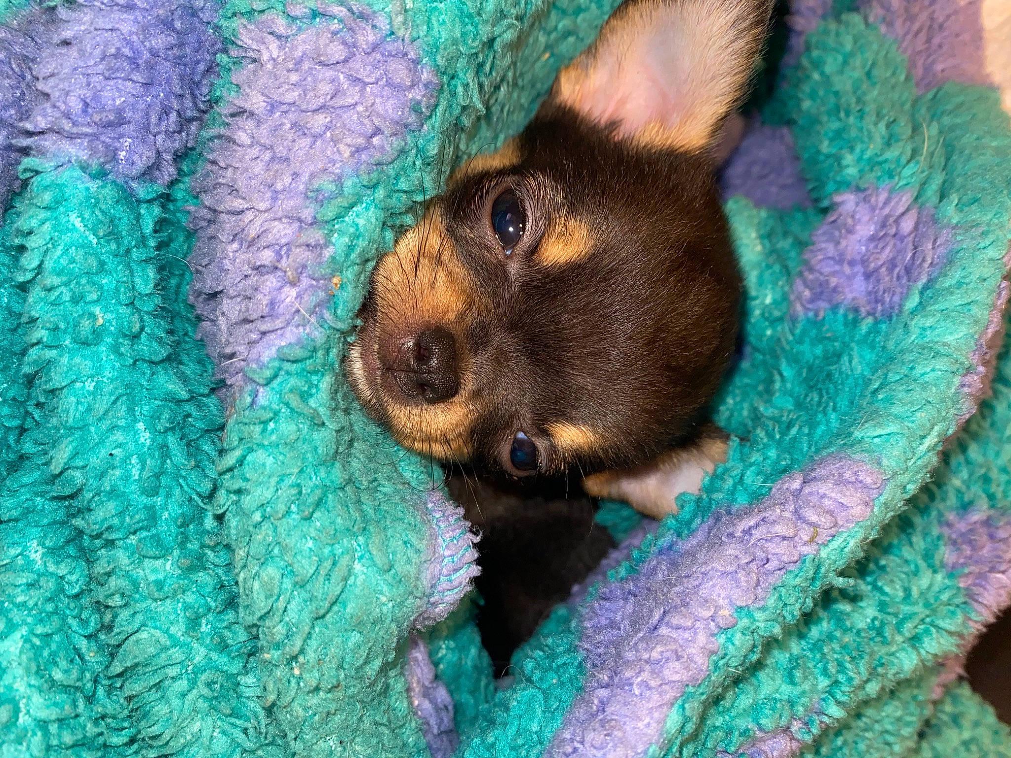 Shelly a rejoint le concours — aidez-le/la à gagner de superbes lots ! aqua, art, canidae, carnivore, cat, dog_breed, domestic_short_haired_cat, electric_blue, fawn, felidae, fur, green, iris, pattern, small_to_medium_sized_cats, snout, terrestrial_animal, whiskers, wildlife, woven_fabric