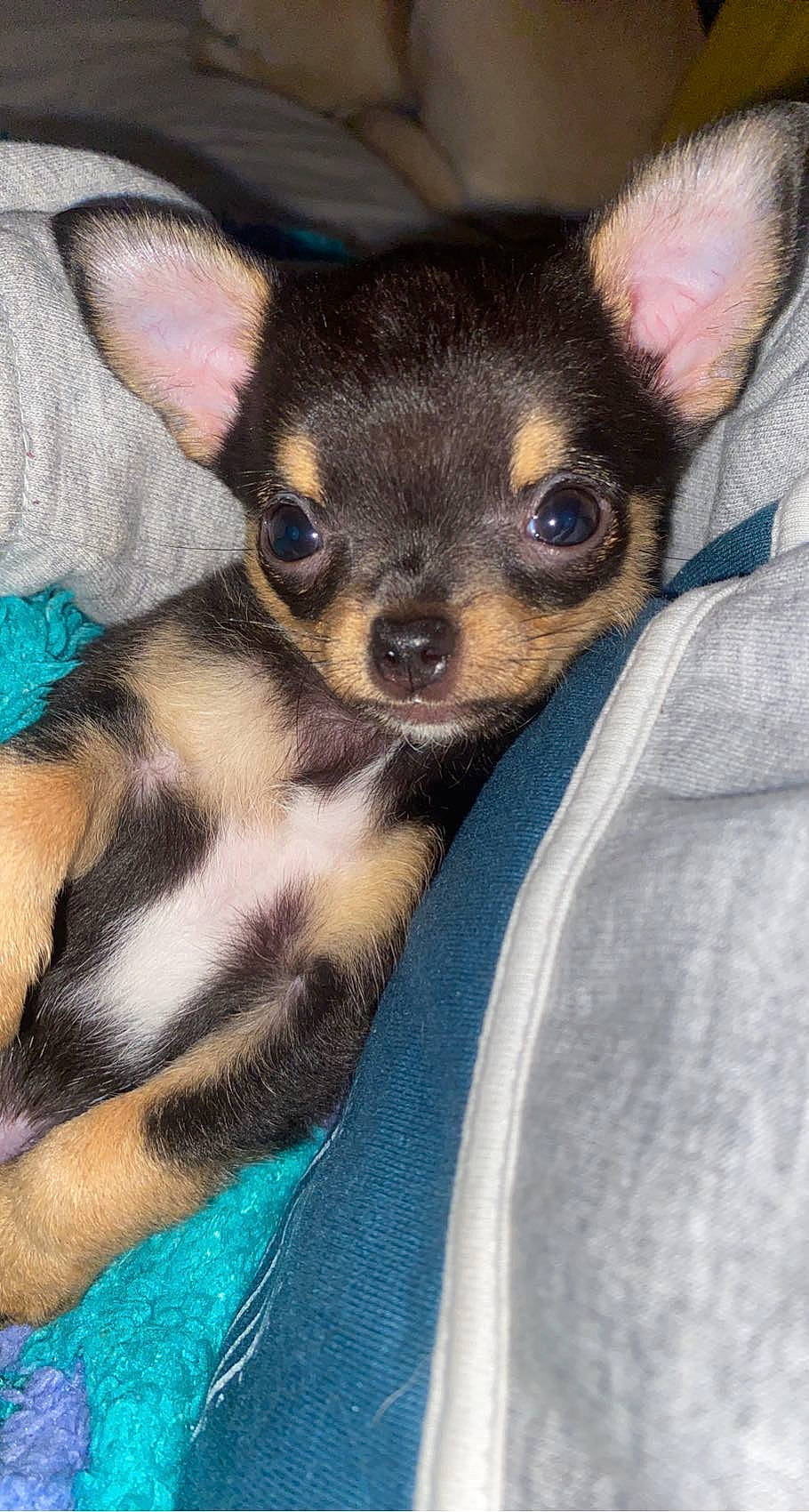 Shelly a rejoint le concours — aidez-le/la à gagner de superbes lots ! canidae, carnivore, chihuahua, companion_dog, corgi_chihuahua, dog, dog_breed, ear, fawn, fur, non_sporting_group, prazsky_krysarik, puppy, russkiy_toy, snout, sporting_group, terrestrial_animal, toy_dog, whiskers, working_animal