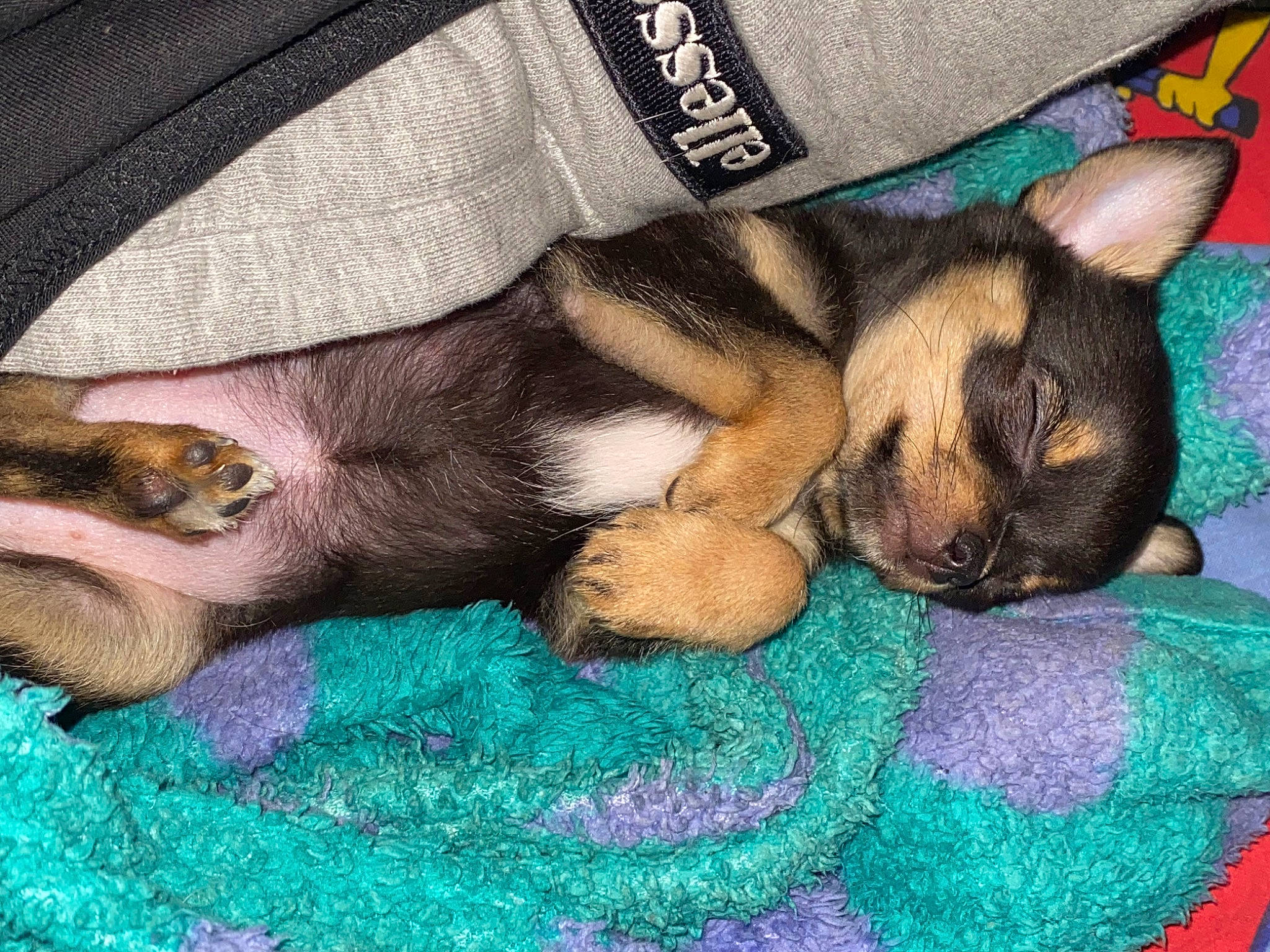 Shelly a rejoint le concours — aidez-le/la à gagner de superbes lots ! art, bedtime, canidae, carnivore, comfort, companion_dog, dog, dog_breed, dog_supply, fawn, fur, linens, mammal, nap, paw, snout, sporting_group, textile, toy_dog, vertebrate