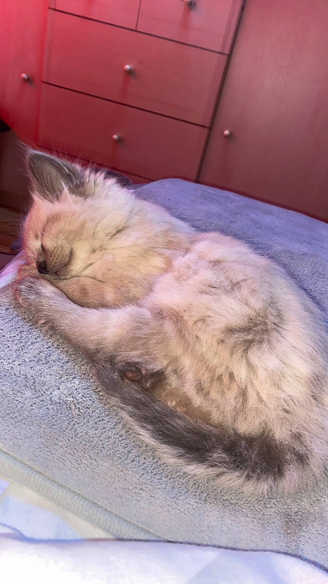 Ice a rejoint le concours — aidez-le/la à gagner de superbes lots ! cabinetry, carnivore, cat, chair, chest_of_drawers, claw, cloud, comfort, domestic_short_haired_cat, fawn, felidae, flooring, fur, hardwood, paw, small_to_medium_sized_cats, snout, tail, whiskers, wood