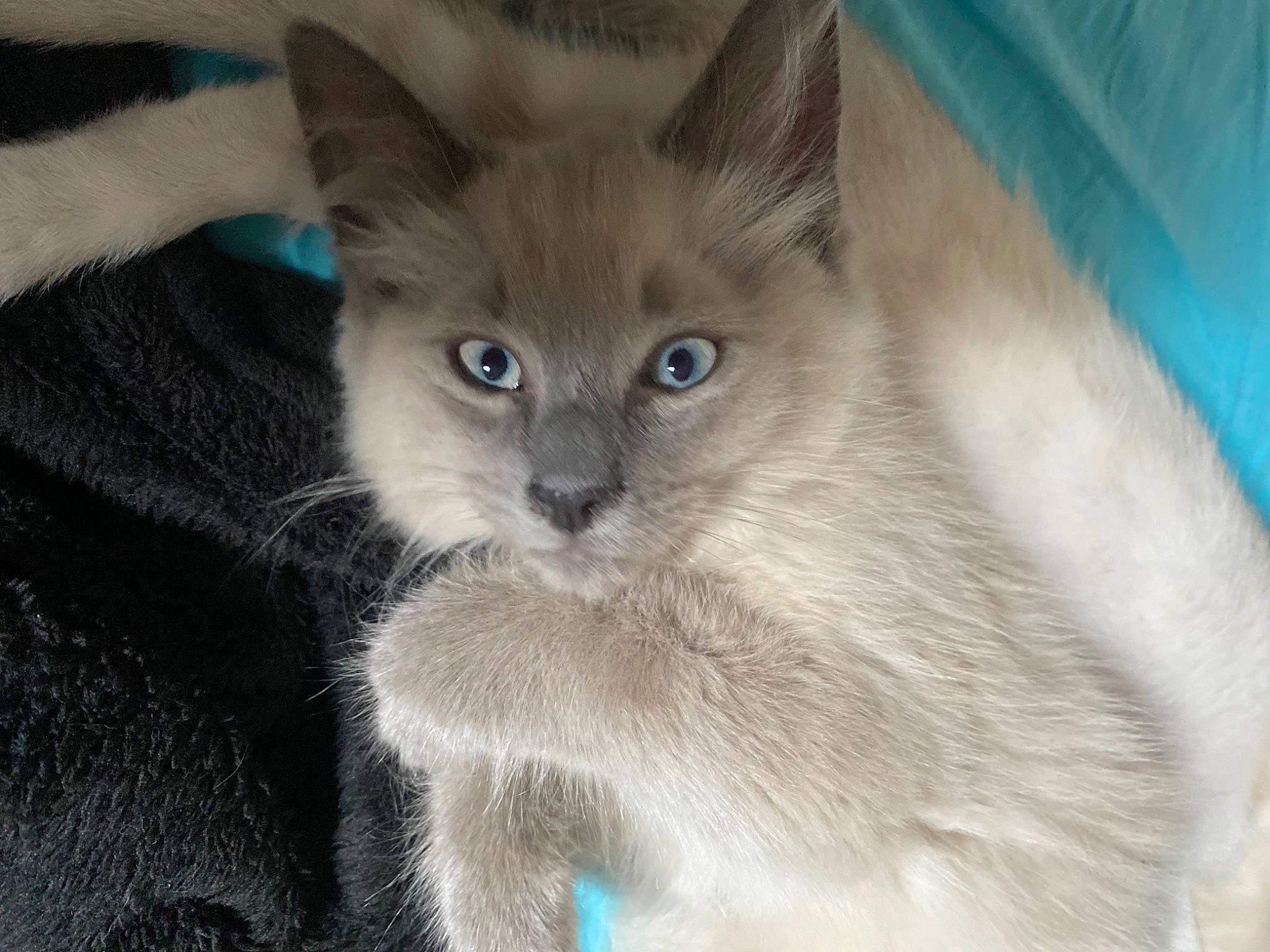 Ice a rejoint le concours — aidez-le/la à gagner de superbes lots ! carnivore, cat, domestic_short_haired_cat, electric_blue, eye, fawn, felidae, fur, iris, small_to_medium_sized_cats, snout, terrestrial_animal, thai, whiskers, wildlife