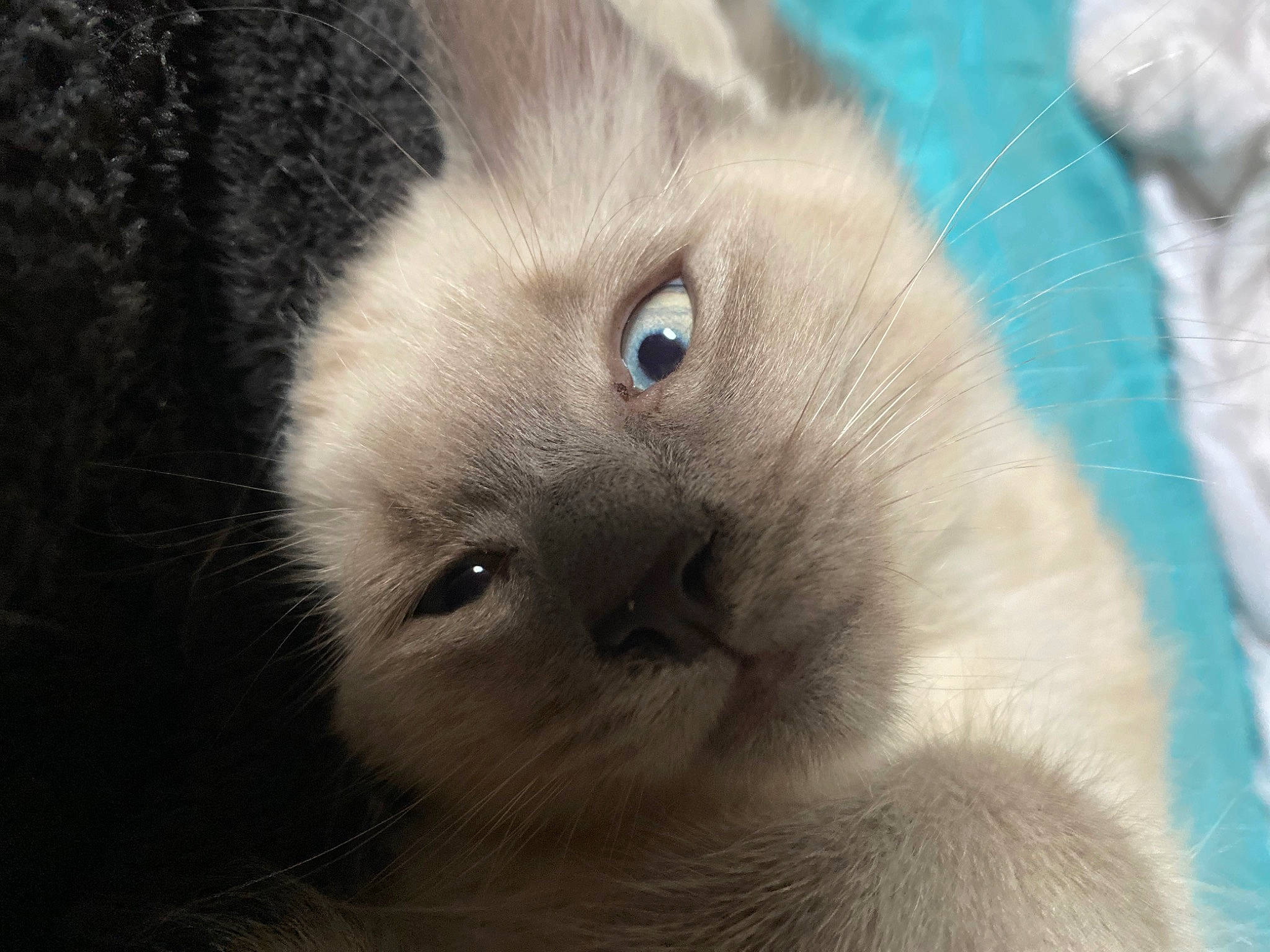 Ice participe au concours pour gagner de l'argent avec cette photo : birman, carnivore, cat, claw, domestic_short_haired_cat, fawn, felidae, fur, iris, paw, siamese, small_to_medium_sized_cats, snout, terrestrial_animal, thai, whiskers