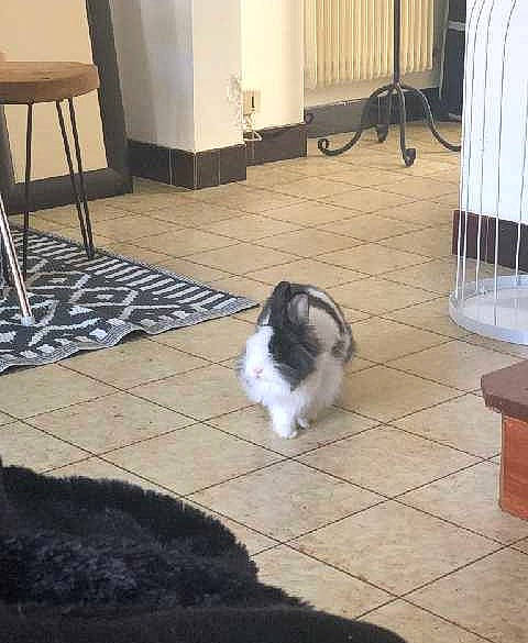 Pompom participe au concours pour gagner de l'argent avec cette photo : canidae, carnivore, cat, companion_dog, dog, dog_breed, felidae, floor, flooring, havanese, home, non_sporting_group, puppy, shih_tzu, sporting_group, tail, tibetan_terrier, tile, toy_dog