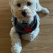 Chico joined the competition — help win amazing prizes! dog, white_dog, curly_fur, sweater, pet, indoor, wooden_floor, lying_down, collar, tag, cute, portrait, animal, small_dog, looking_up, furry, domestic_animal, companion, friendly, cozy