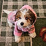 Lady is registered to the contest to win money with this photo: brown_fur, carpet, cozy, cute, dog, domestic_animal, eyes, fluffy, fur, indoor, looking_up, nose, paws, pet, pink_sweater, plaid, puppy, sitting, small_dog, white_fur