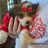 Lady joined the competition — help win amazing prizes! bow, close_up, cuddling, dog, dog_face, fur, holding, human_hand, indoor, nose, owner, paws, pet, pink_nails, portrait, puppy, red_bow, red_shirt, shirt, shirt_print