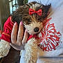 bow, close_up, cuddling, dog, dog_face, fur, holding, human_hand, indoor, nose, owner, paws, pet, pink_nails, portrait, puppy, red_bow, red_shirt, shirt, shirt_print