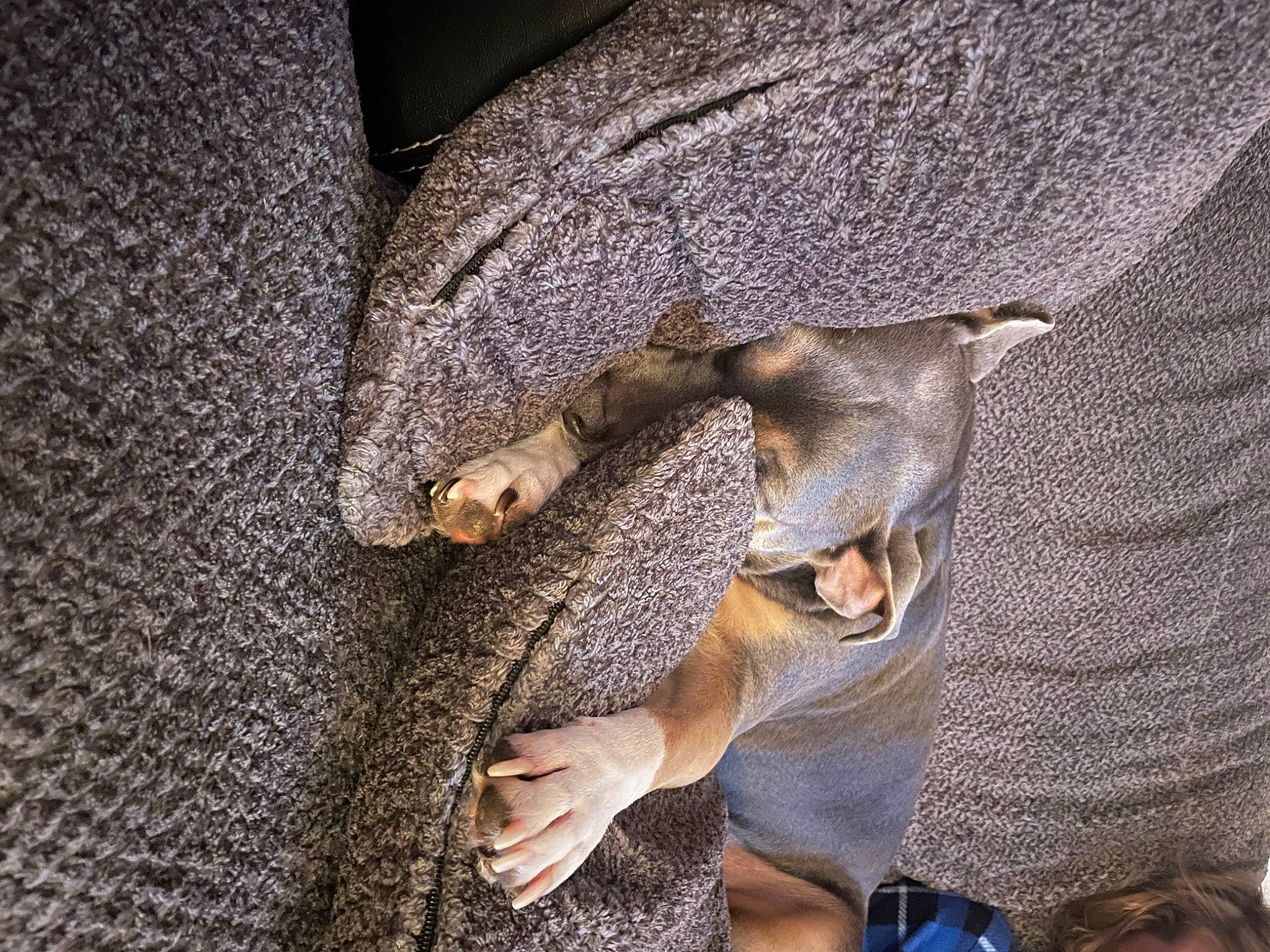 Weston joined the competition — help win amazing prizes! carnivore, comfort, companion_dog, denim, dog, dog_breed, fawn, fur, gesture, grey, hat, human_leg, snout, sporting_group, tree, wildlife, working_animal