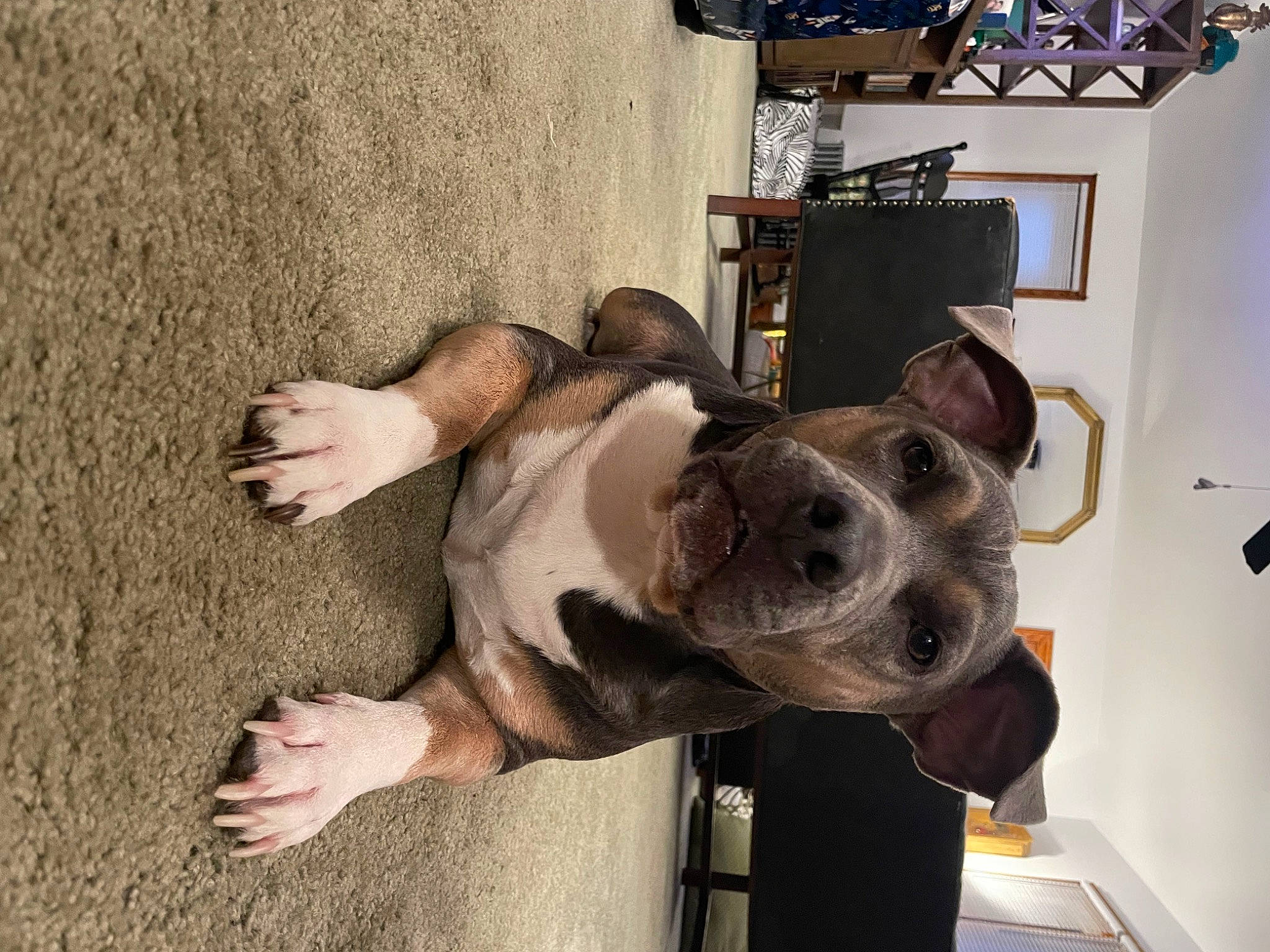 Weston is registered to the contest to win money with this photo: canidae, carnivore, collar, companion_dog, dog, dog_breed, dog_collar, ear, fawn, fur, gesture, guard_dog, pet_supply, selfie, snout, sporting_group, tail, whiskers, window, working_animal