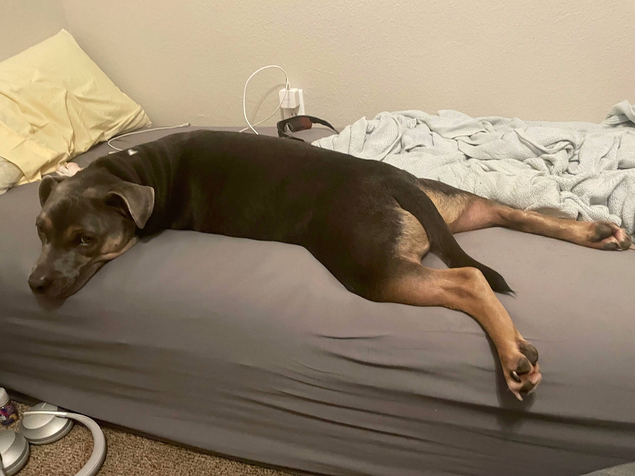 Weston is registered to the contest to win money with this photo: art, carnivore, comfort, companion_dog, couch, dog, dog_breed, fawn, floor, flooring, hardwood, linens, pet_supply, rectangle, sporting_group, studio_couch, tail, toy_dog, wood, working_animal