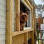 animal, architecture, building, canine, city, dog, door, hardwood, housing, indoors, interiordesign, outdoors, pet, plant, plywood, shelter, stainedwood, terrier, window, wood