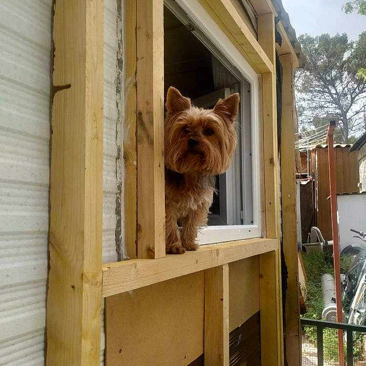 Guitoune a rejoint le concours — aidez-le/la à gagner de superbes lots ! animal, architecture, building, canine, city, dog, door, hardwood, housing, indoors, interiordesign, outdoors, pet, plant, plywood, shelter, stainedwood, terrier, window, wood