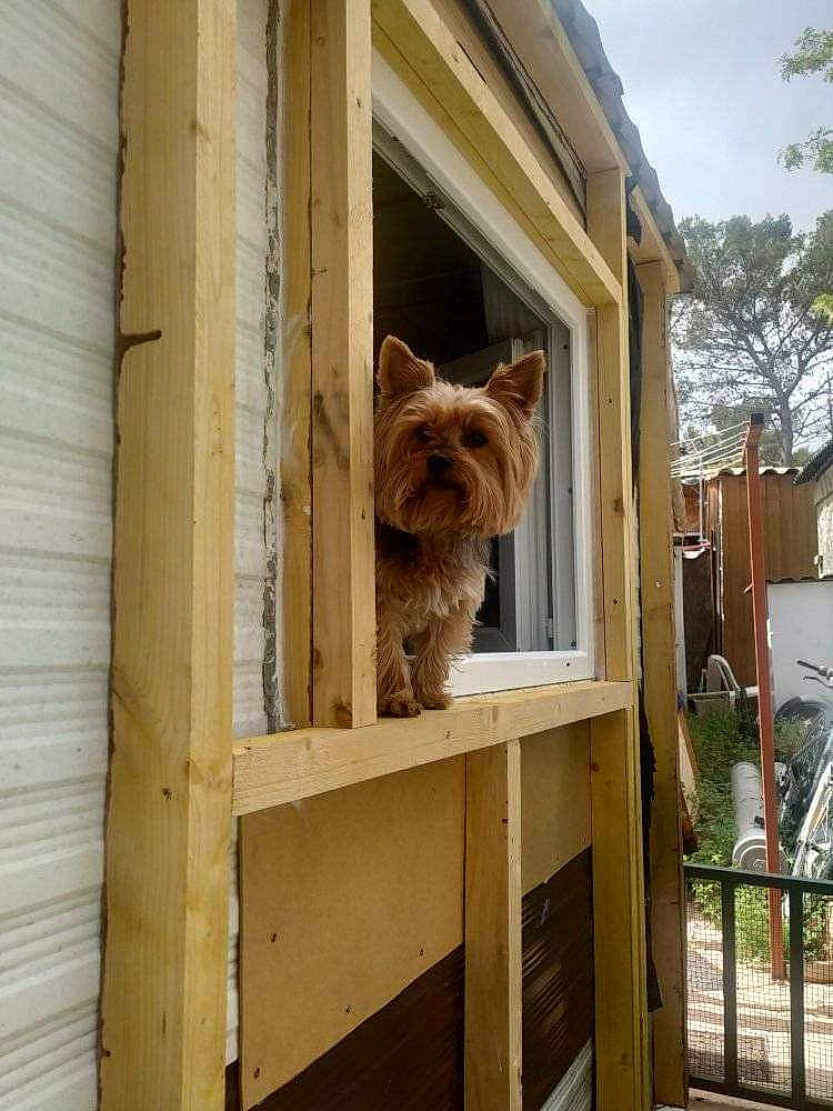 Guitoune a rejoint le concours — aidez-le/la à gagner de superbes lots ! animal, architecture, building, canine, city, dog, door, hardwood, housing, indoors, interiordesign, outdoors, pet, plant, plywood, shelter, stainedwood, terrier, window, wood