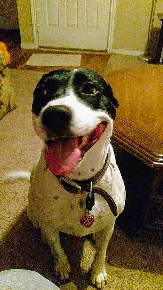 Bailey