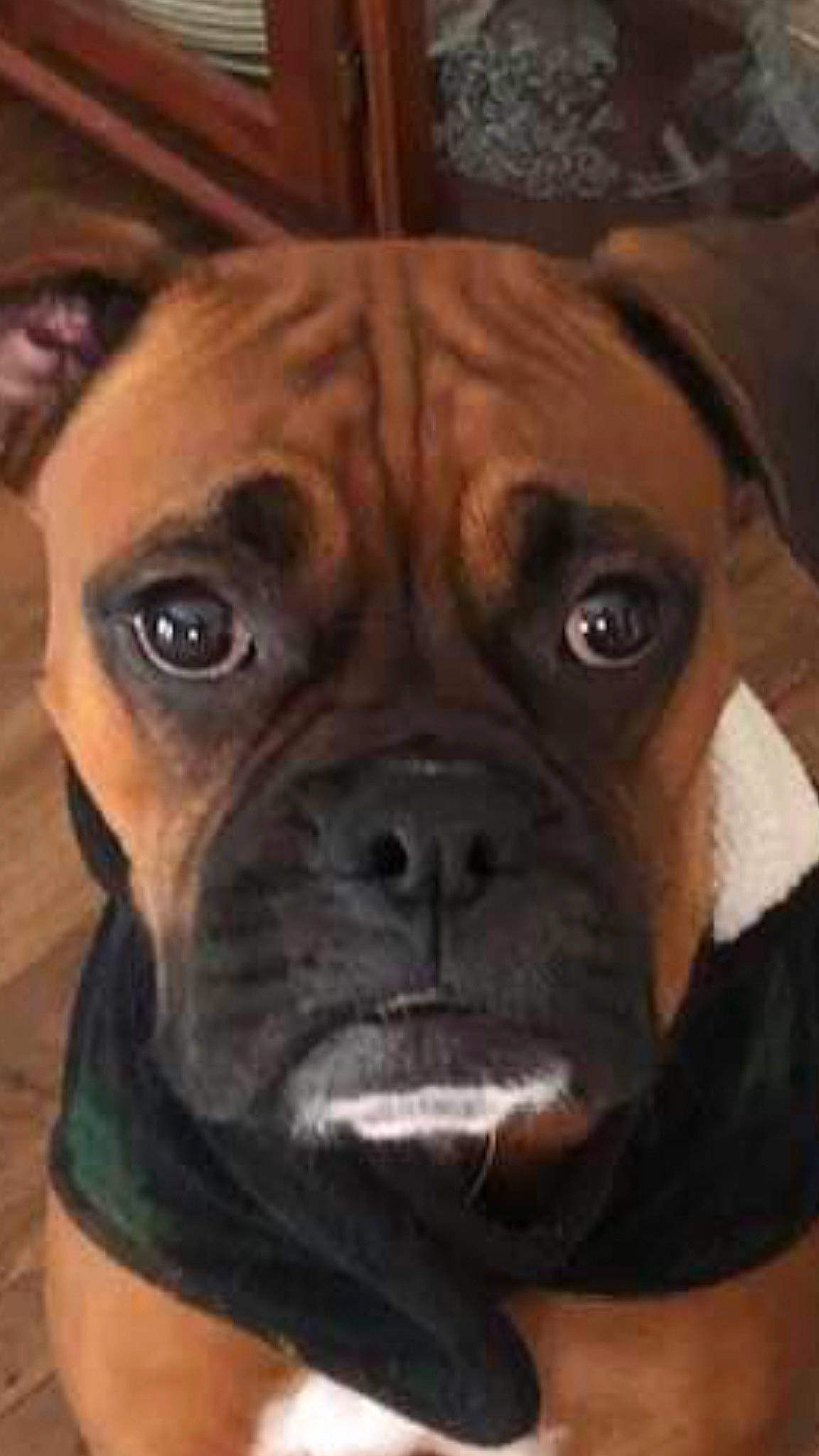 Bella