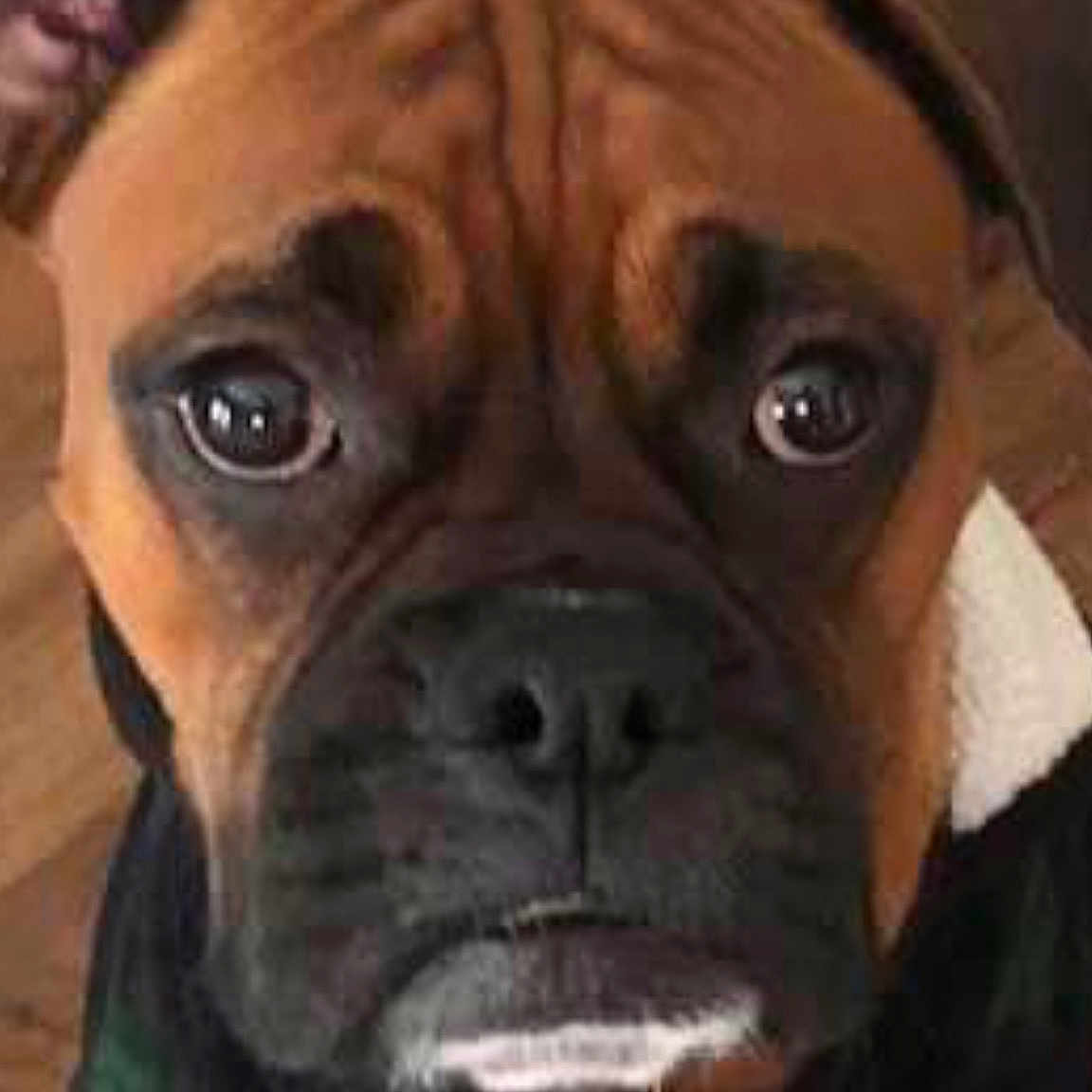 Bella