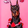 Marvel is registered to the contest to win money with this photo: doberman, dog, heart, valentines_day, costume, pink_background, pet, animal, ears, portrait, cute, festive, accessory, furry, looking_at_camera, indoors, adorable, holiday, celebration, black_and_tan