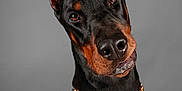 Marvel joined the competition — help win amazing prizes! doberman, dog, pet, portrait, black_and_tan, ears, chain, gold, animal, canine, head_tilt, studio, gray_background, short_fur, alert, domestic_animal, muzzle, friendly, watchful, closeup