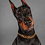 Marvel joined the competition — help win amazing prizes! doberman, dog, pet, portrait, black_and_tan, ears, chain, gold, animal, canine, head_tilt, studio, gray_background, short_fur, alert, domestic_animal, muzzle, friendly, watchful, closeup