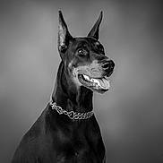 Marvel is registered to the contest to win money with this photo: dog, doberman, black_and_white, portrait, chain_collar, pet, animal, ears, tongue, alert, looking_away, studio, background, canine, domestic_animal, snout, fur, side_view, expression, sitting
