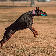 Marvel joined the competition — help win amazing prizes! dog, doberman, frisbee, jumping, outdoor, grass, pet, animal, playing, active, collar, field, motion, catch, canine, muzzle, ears, daylight, sport, energetic