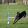 Marvel is registered to the contest to win money with this photo: doberman, dog, agility, jump, sport, outdoor, grass, animal, pet, canine, exercise, field, fence, training, active, running, leisure, summer, competition, athletic