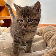 Boom participe au concours pour gagner de l'argent avec cette photo : animal, bed, blanket, cat, curious, cute, domestic_animal, ears, eyes, feline, fur, gray_tabby, indoor, kitten, pet, small, soft, tail, whiskers, young