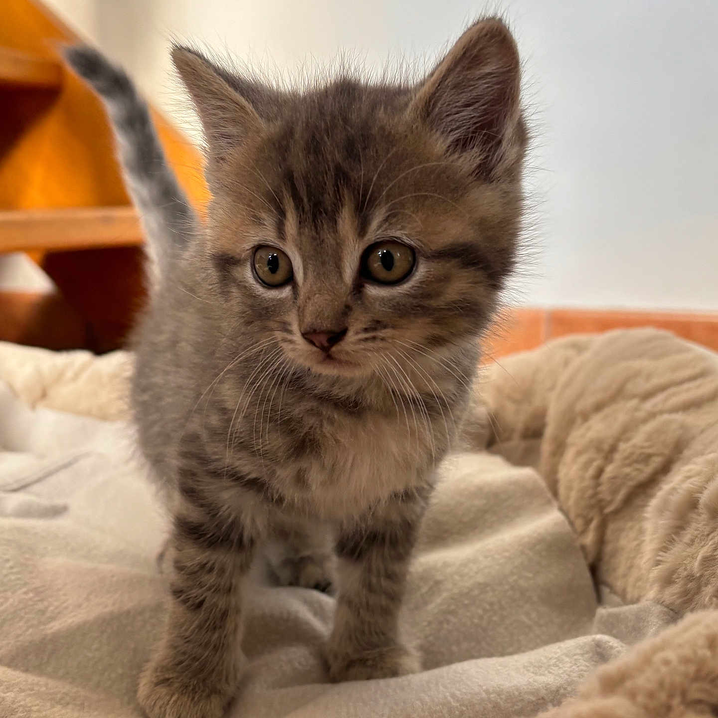 Boom participe au concours pour gagner de l'argent avec cette photo : animal, bed, blanket, cat, curious, cute, domestic_animal, ears, eyes, feline, fur, gray_tabby, indoor, kitten, pet, small, soft, tail, whiskers, young