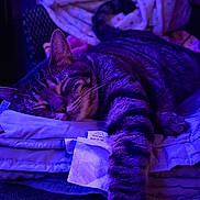 Soup joined the competition — help win amazing prizes! cat, tabby, sleeping, blanket, cozy, indoor, pet, feline, resting, purple_light, fur, whiskers, paw, relaxation, comfort, cute, domestic_animal, animal, soft, nap